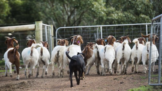 Herd mentality: Australia's goat industry is booming.