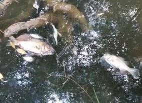 A toxic spill is believed to have killed fish in South Creek.