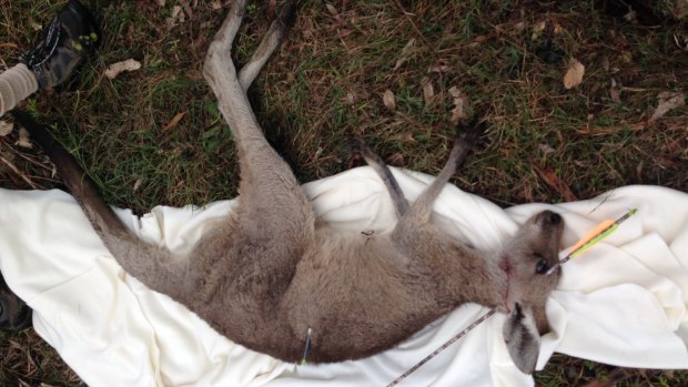 The kangaroo who was shot through the head with an arrow on the Sunshine Coast.