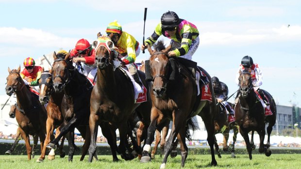 On track: Suavito has had an unusual preparation leading into the Australian Cup.