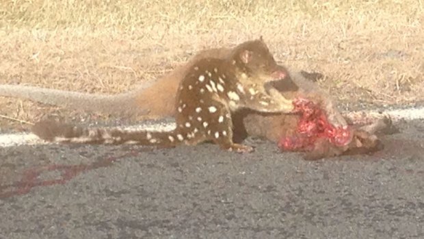 David Clark photographed this spotted quoll on Boboyan Road, Namadgi on Thursday afternoon, June 30, 2016.