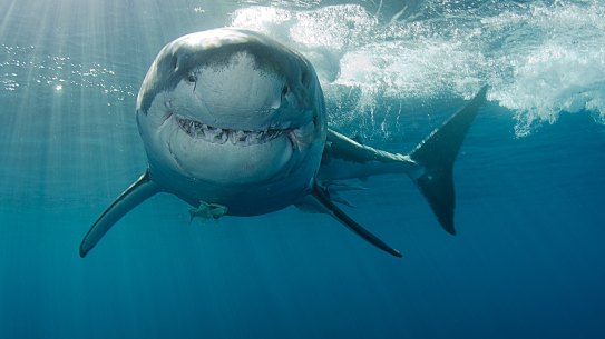 There was a shark sighted at Floreat just after 12pm.
