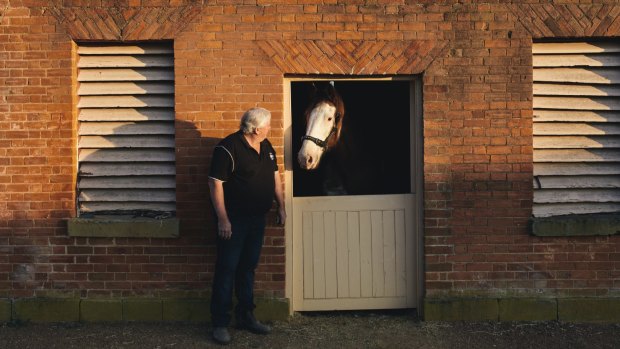 Chris Broers with his Clydesdale horse Prince. He is organising "Wooback", a two-day festival to celebrate heavy horses. 
