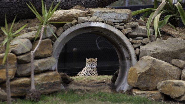 Akiki, one of the zoo's two cheetahs.