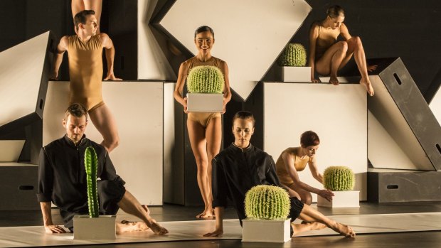 Cacti is again centre stage for the Sydney Dance Company.