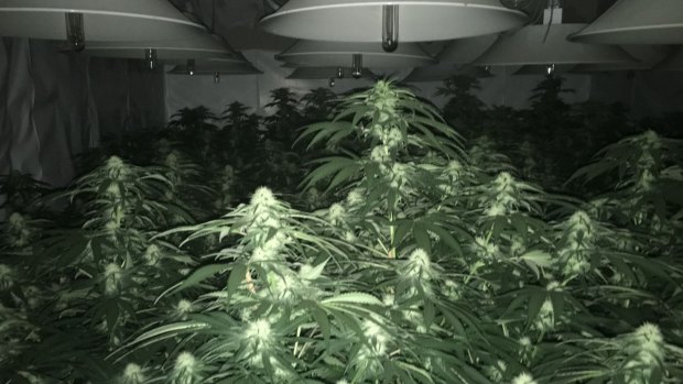Hundreds of mature cannabis plants were located in five hydroponics rooms near Stanthorpe on Friday.