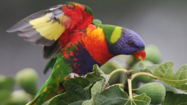 Misconception: Researchers have shown birds and plants aren't more colourful in the tropics. 