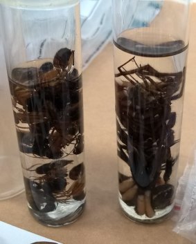 The haul included spiders and scorpions. Don't worry - the fingers at the bottom are a reflection, the Border Force says.