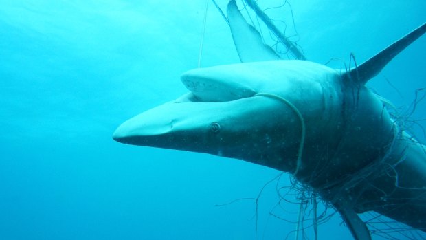 A dead dusky whaler shark entangled in nets off Seven Mile Beach in Lennox Head. 