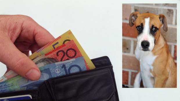 An RACQ survey has shown more people would grab their wallet or purse than would grab their pet from a burning building.