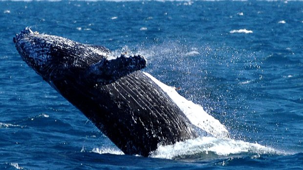 Asset Energy planned to do seismic testing during the peak humpback whale migration season.