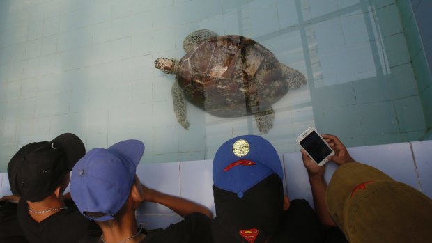 Young visitors watch the female green green turtle nicknamed "Piggy Bank" swim in a pool at Sea Turtle Conservation Centre. 