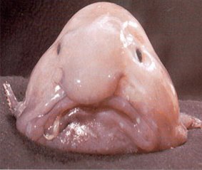 The slimy Blobfish.