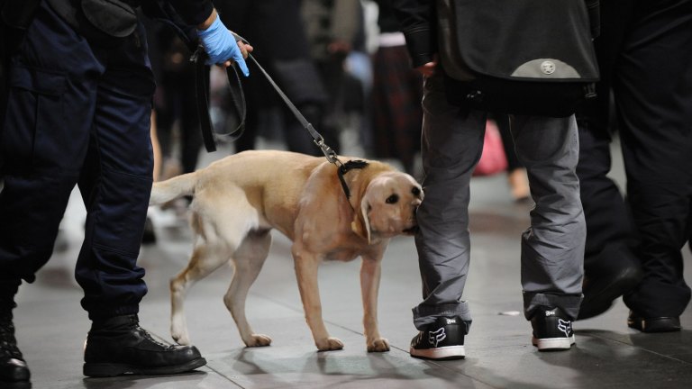 what drugs can sniffer dogs detect