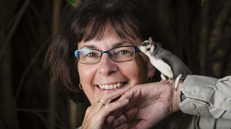 New Species Of Glider Discovered In The Northern Territory