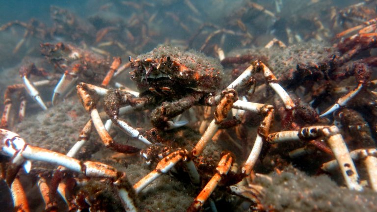 Petition · Support NO-TAKE of Australia's Iconic Spider Crabs during their  Moulting Season ·
