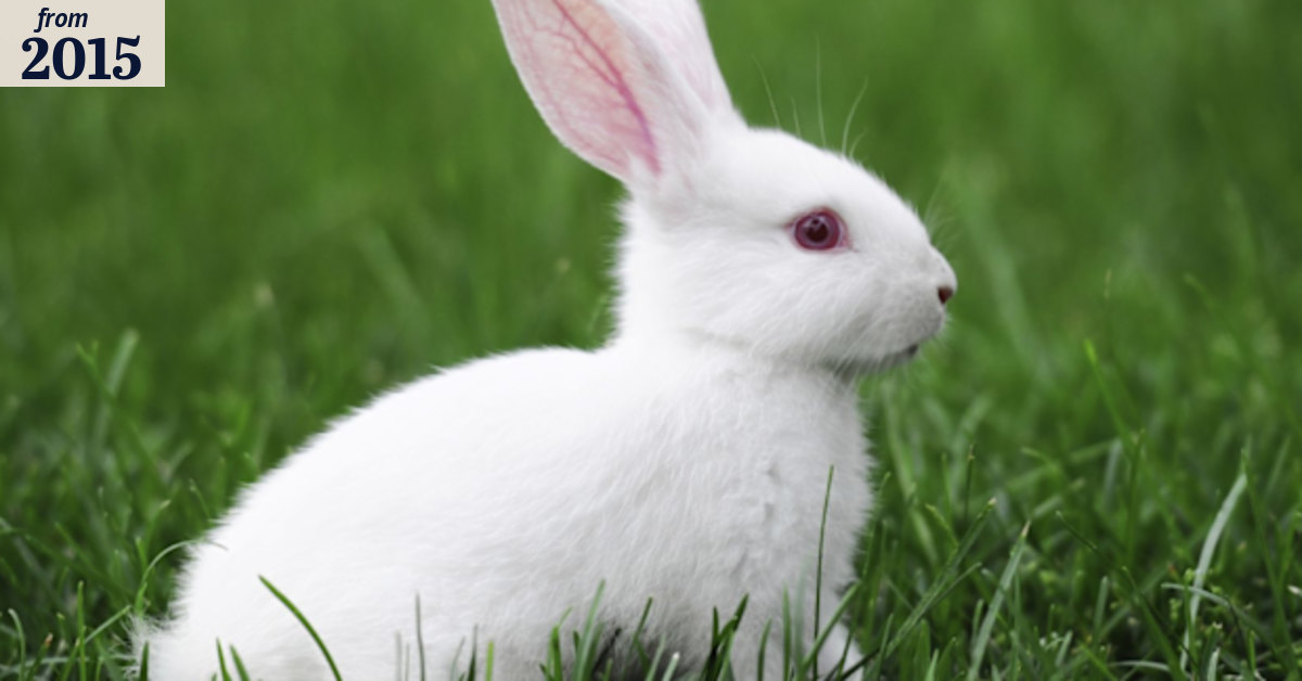 Wild rabbits: calicivirus used to control exploding Sydney populations