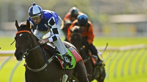  2014 Melbourne Cup winner, Protectionist in action at the barrier trials at Newcastle. 