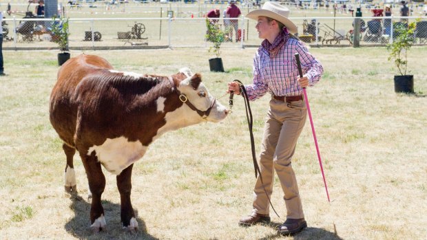 Australia exports cattle to Japan. Pictured: a cattle show in New South Wales.