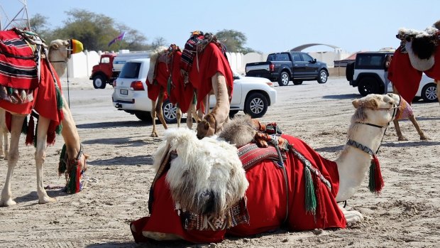 Camels in the desert outside Doha, Qatar. 