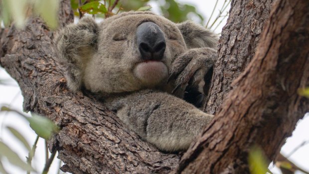 Koalas aren't too disturbed by tourist selfies on Maggie Island.