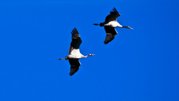 Each year the black-necked cranes fly over the Himalayas in Tibet, their summer breeding grounds, to winter in the milder Phobjikha Valley. 