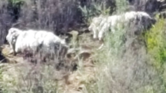 Jeff Carrick and his mate Nick Tonkin spied the sheep while fishing near Casuarina Sands.