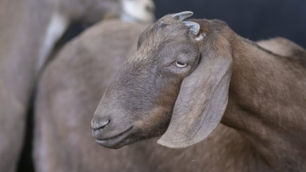 The two men were charged following a six-month investigation into the theft and fraudulent sale of goats. (File photo)