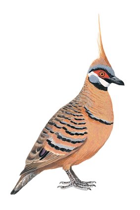 Spinifex Pigeon. 