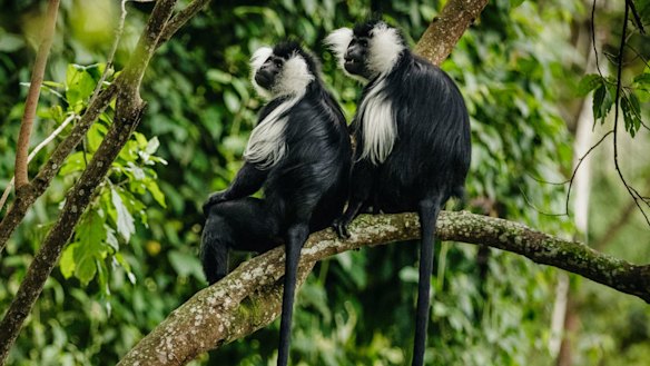 Colobus monkeys in the vicinity of One & Only's Nyungwe House.
