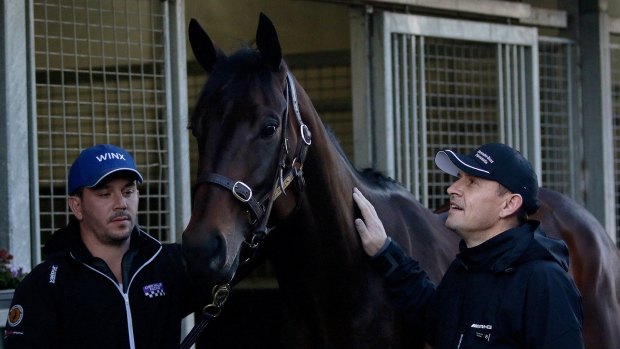 Oozing confidence: Chris Waller insists Winx is ready to show her best in the Cox Plate.
