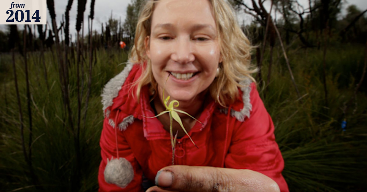 Crowdfunding bid to save Victorian orchids