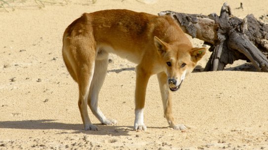 The dingo has an essential role in suppressing feral cat populations.