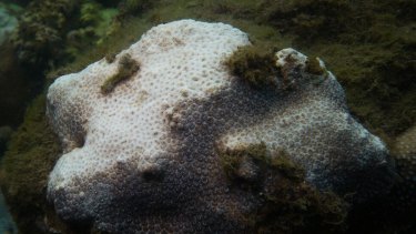 Coral bleaching was recorded in Sydney Harbour in 2016 for the first time