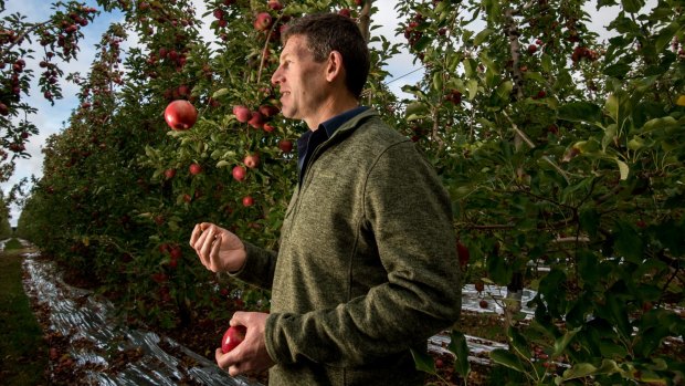 Andrew Plunkett, apple and pear grower, in his orchard in Ardmona. 