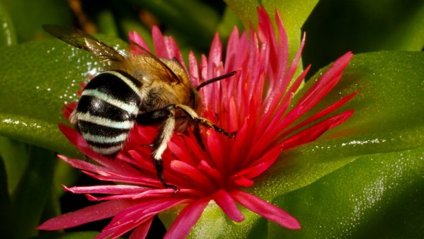 An Australian native bee.