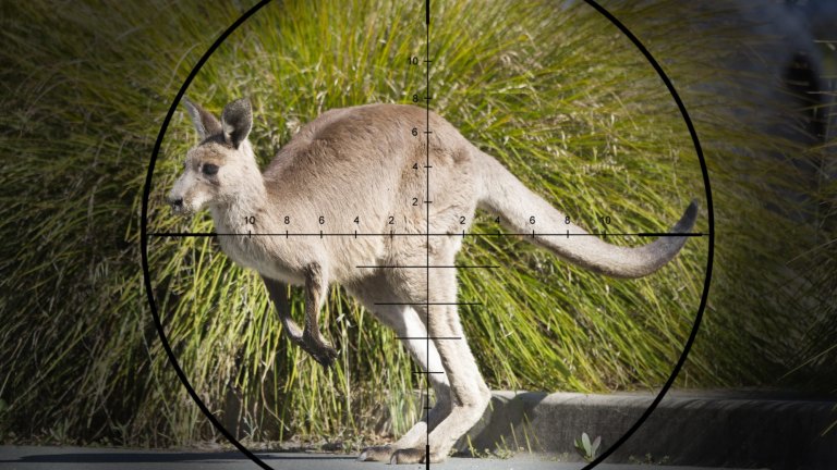Spend On Kangaroo Contraceptive Unlikely To End Culling In Canberra