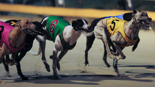 Could it be the last running of the Canberra Cup?