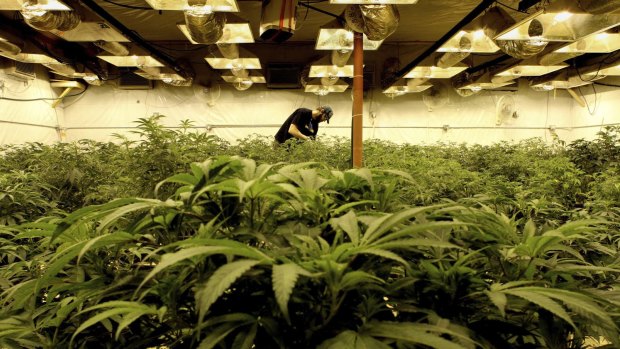 The Andrews Government is preparing to announce a cannabis 'cultivation trial' in Victoria.