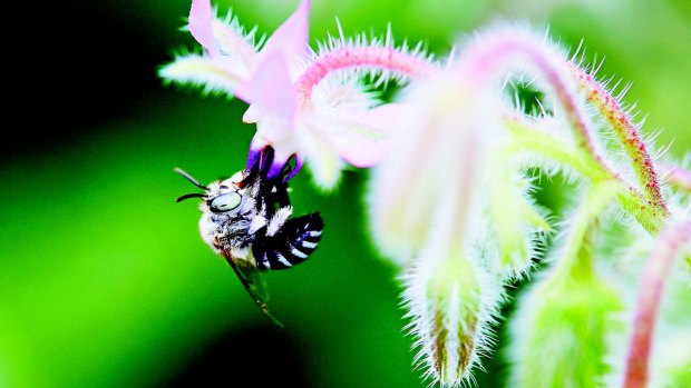 A bee gets down to business in an image from <i>The Bee Friendly Garden</i>, by Doug Purdie.