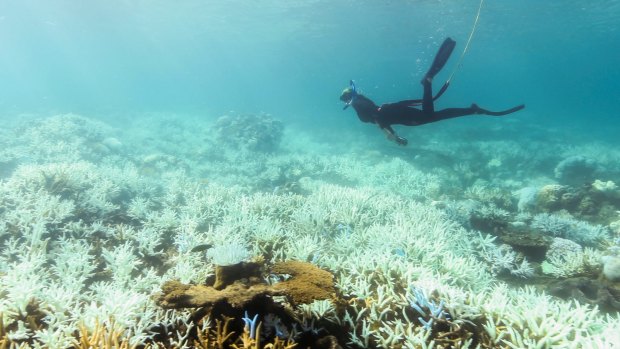 "The future of the Great Barrier Reef is clearly on the line," Peter Garrett says.