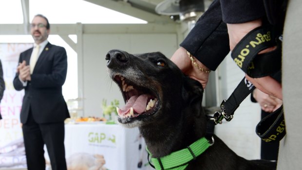 Divi Minister for Racing, Martin Pakula says greyhounds could get a reprieve from death row if they raced into old age