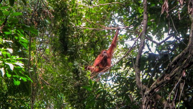 A male orangutan in the wild at Gunung Leuser National Park on Sumatra. 