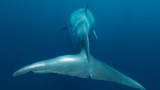 A minke whale spotted weeks ago in a reef lagoon has still not swum to freedom.