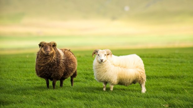 There are far more sheep than cows in Iceland.