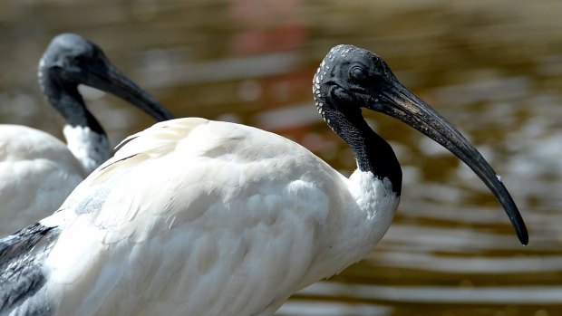 It is a serious offence to harm an ibis under State Wildlife Legislation.