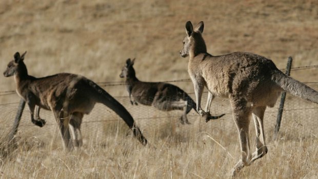 Shy female kangaroos opt to remain in larger groups where there is less risk of predation.
