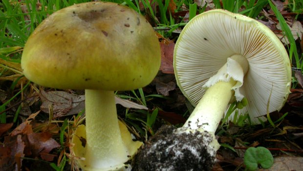 The sighting of death cap mushrooms in Canberra has the government worried. 