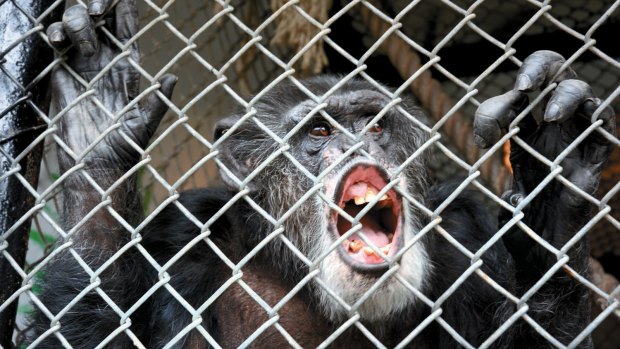 Still trapped: Tommy the chimpanzee.