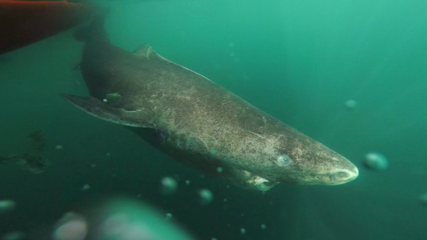 The world's longest living vertebrate is the Greenland shark, here seen returning to the cold waters of the Uummannaq Fjord, Greenland.